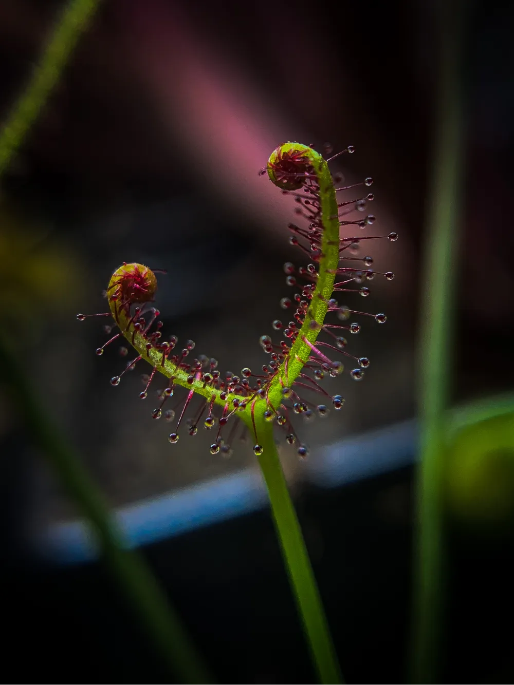 Tropical Vivarium Setup